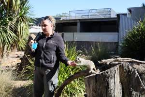 Symbio Wildlife Park - Captured at Symbio Wildlife Park, Helensburgh NSW Australia.
