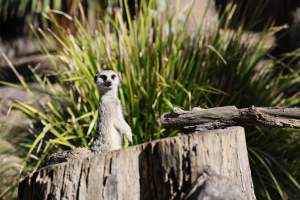 Symbio Wildlife Park - Captured at Symbio Wildlife Park, Helensburgh NSW Australia.