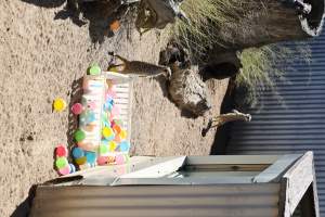 Symbio Wildlife Park - Captured at Symbio Wildlife Park, Helensburgh NSW Australia.