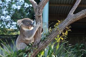 Symbio Wildlife Park - Captured at Symbio Wildlife Park, Helensburgh NSW Australia.