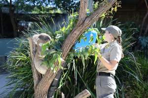 Symbio Wildlife Park - Captured at Symbio Wildlife Park, Helensburgh NSW Australia.