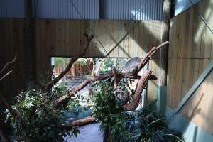 Symbio Wildlife Park - Captured at Symbio Wildlife Park, Helensburgh NSW Australia.