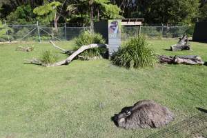 Symbio Wildlife Park - Captured at Symbio Wildlife Park, Helensburgh NSW Australia.
