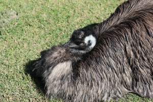 Symbio Wildlife Park - Captured at Symbio Wildlife Park, Helensburgh NSW Australia.