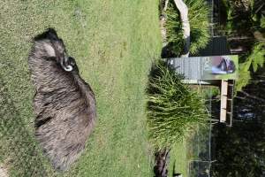 Symbio Wildlife Park - Captured at Symbio Wildlife Park, Helensburgh NSW Australia.