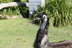 Symbio Wildlife Park - Captured at Symbio Wildlife Park, Helensburgh NSW Australia.