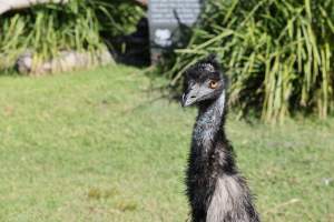 Symbio Wildlife Park - Captured at Symbio Wildlife Park, Helensburgh NSW Australia.
