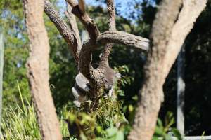 Symbio Wildlife Park - Captured at Symbio Wildlife Park, Helensburgh NSW Australia.