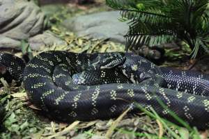 Symbio Wildlife Park - Captured at Symbio Wildlife Park, Helensburgh NSW Australia.