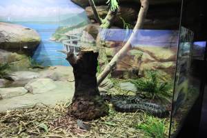 Symbio Wildlife Park - Captured at Symbio Wildlife Park, Helensburgh NSW Australia.