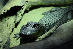 Symbio Wildlife Park - Captured at Symbio Wildlife Park, Helensburgh NSW Australia.