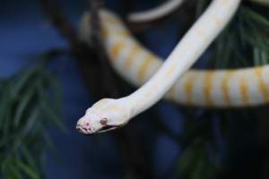 Symbio Wildlife Park - Captured at Symbio Wildlife Park, Helensburgh NSW Australia.