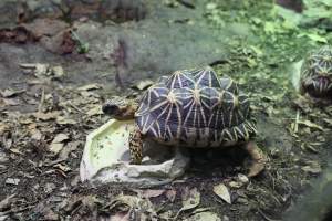 Symbio Wildlife Park - Captured at Symbio Wildlife Park, Helensburgh NSW Australia.