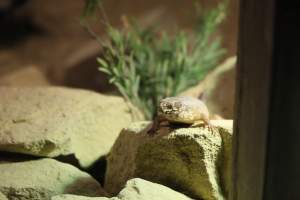 Symbio Wildlife Park - Captured at Symbio Wildlife Park, Helensburgh NSW Australia.