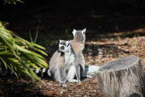 Symbio Wildlife Park - Captured at Symbio Wildlife Park, Helensburgh NSW Australia.