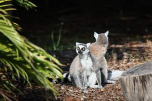 Symbio Wildlife Park - Captured at Symbio Wildlife Park, Helensburgh NSW Australia.