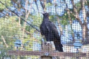 Symbio Wildlife Park - Captured at Symbio Wildlife Park, Helensburgh NSW Australia.