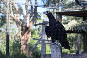 Symbio Wildlife Park - Captured at Symbio Wildlife Park, Helensburgh NSW Australia.