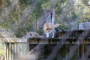 Symbio Wildlife Park - Captured at Symbio Wildlife Park, Helensburgh NSW Australia.