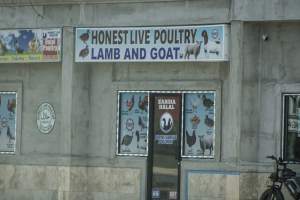 Honest Live Poultry - Captured at Honest Live Poultry, Franklin Township NJ United States.