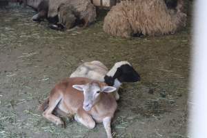 LA Quail Farm - Live Market and Slaughterhouse - Captured at La Quail Farm, Los Angeles CA United States.