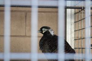 Midway Feed and Pet - Captured at Midway Feed & Pet Shop, Littlerock CA United States.