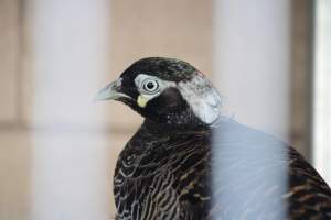 Midway Feed and Pet - Captured at Midway Feed & Pet Shop, Littlerock CA United States.