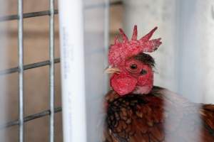Midway Feed and Pet - Captured at Midway Feed & Pet Shop, Littlerock CA United States.