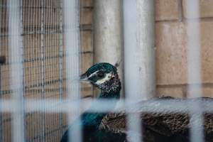 Midway Feed and Pet - Captured at Midway Feed & Pet Shop, Littlerock CA United States.