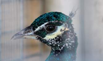 Midway Feed and Pet - Captured at Midway Feed & Pet Shop, Littlerock CA United States.