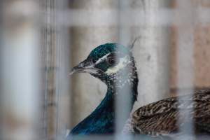 Midway Feed and Pet - Captured at Midway Feed & Pet Shop, Littlerock CA United States.