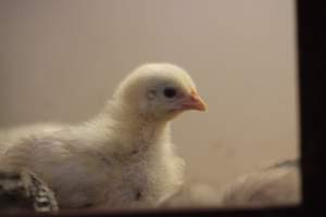 Midway Feed and Pet - Captured at Midway Feed & Pet Shop, Littlerock CA United States.