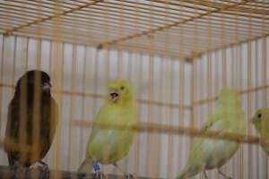 Midway Feed and Pet - Captured at Midway Feed & Pet Shop, Littlerock CA United States.