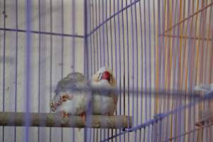 Midway Feed and Pet - Captured at Midway Feed & Pet Shop, Littlerock CA United States.