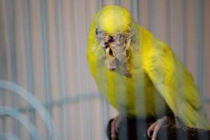 Quetzal Bird Shop - this budgie has been liberated and treated for her scaly face mites. she is alive and well at a microsanctuary. - Captured at Quetzal Bird Shop, Los Angeles CA United States.