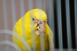 Quetzal Bird Shop - this budgie has been liberated and treated for her scaly face mites. she is alive and well at a microsanctuary. - Captured at Quetzal Bird Shop, Los Angeles CA United States.