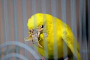 Quetzal Bird Shop - this budgie has been liberated and treated for her scaly face mites. she is alive and well at a microsanctuary. - Captured at Quetzal Bird Shop, Los Angeles CA United States.