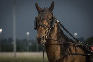 Meadowlands Racetrack June 2026 - Captured at Meadowlands Racing, East Rutherford NJ United States.