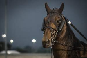 Meadowlands Racetrack June 2026 - Captured at Meadowlands Racing, East Rutherford NJ United States.