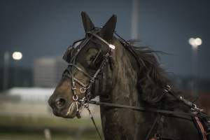 Meadowlands Racetrack June 2026 - Captured at Meadowlands Racing, East Rutherford NJ United States.