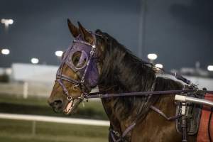 Meadowlands Racetrack June 2026 - Captured at Meadowlands Racing, East Rutherford NJ United States.