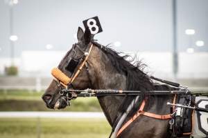 Meadowlands Racetrack June 2026 - Captured at Meadowlands Racing, East Rutherford NJ United States.