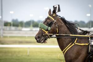 Meadowlands Racetrack June 2026 - Captured at Meadowlands Racing, East Rutherford NJ United States.