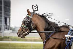 Meadowlands Racetrack June 2026 - Captured at Meadowlands Racing, East Rutherford NJ United States.