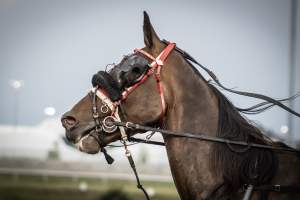Meadowlands Racetrack June 2026 - Captured at Meadowlands Racing, East Rutherford NJ United States.