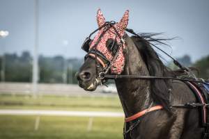 Meadowlands Racetrack June 2026 - Captured at Meadowlands Racing, East Rutherford NJ United States.