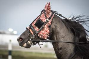 Meadowlands Racetrack June 2026 - Captured at Meadowlands Racing, East Rutherford NJ United States.