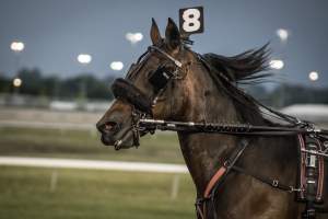 Meadowlands Racetrack June 2026 - Captured at Meadowlands Racing, East Rutherford NJ United States.