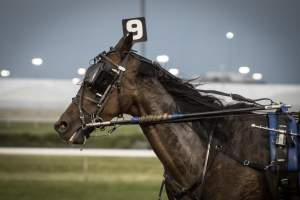 Meadowlands Racetrack June 2026 - Captured at Meadowlands Racing, East Rutherford NJ United States.