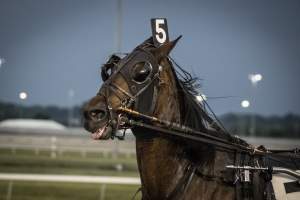 Meadowlands Racetrack June 2026 - Captured at Meadowlands Racing, East Rutherford NJ United States.